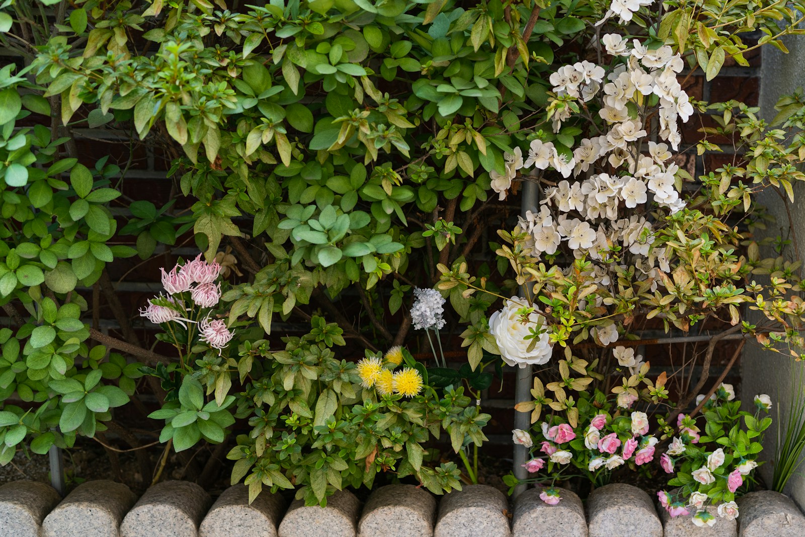 a bunch of flowers that are in some rocks